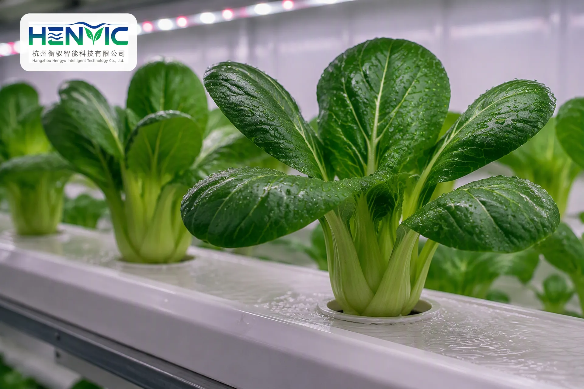 Shanghai Green / Bok Choy Hydroponic Container | Henvic
