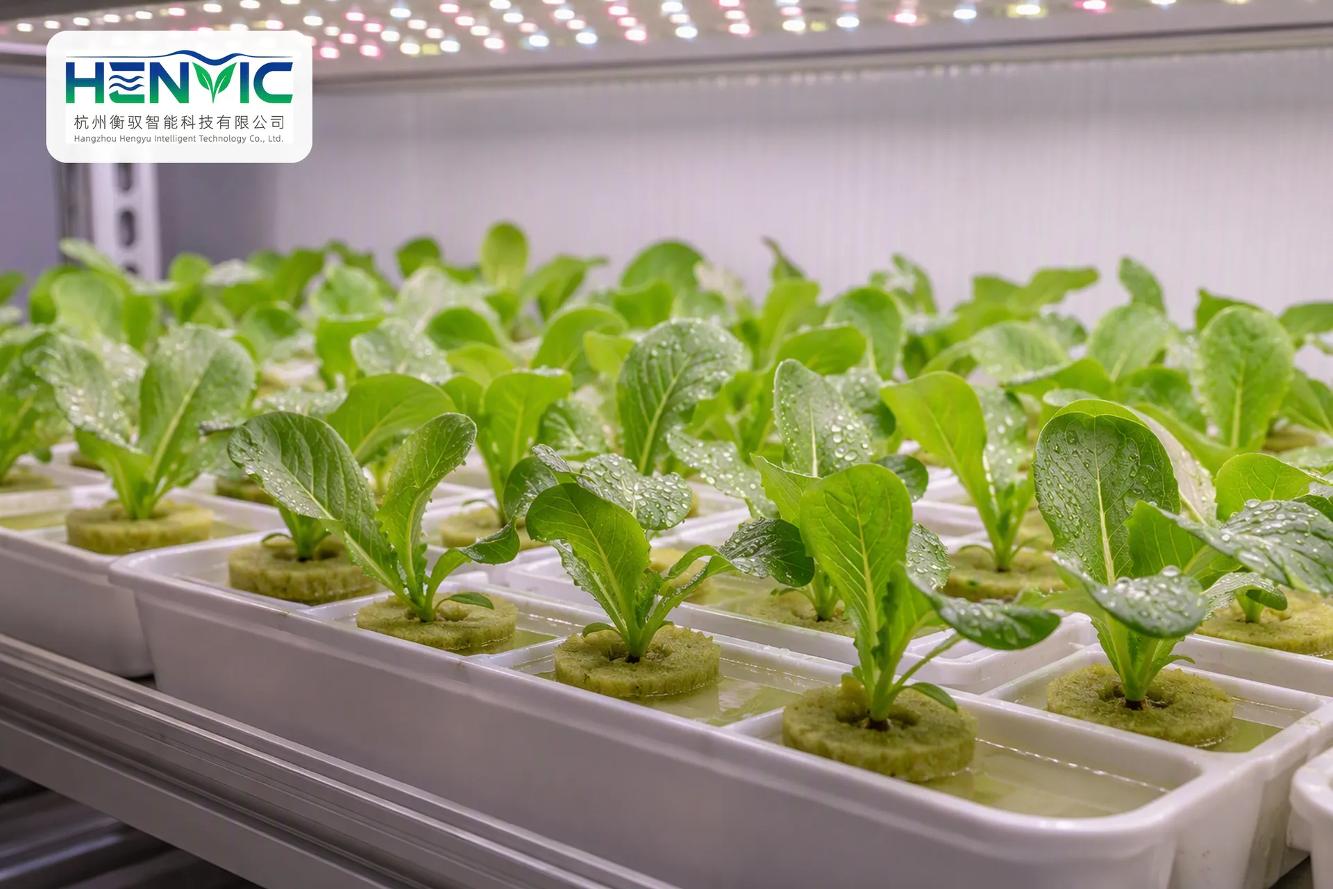 Lettuce Cultivation Container Eco